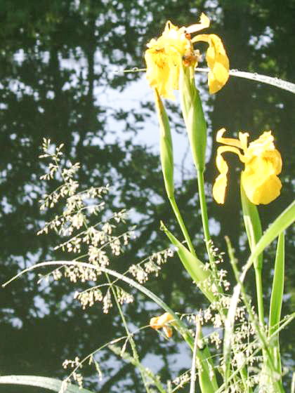 Zusatzbild von Schleuse 37